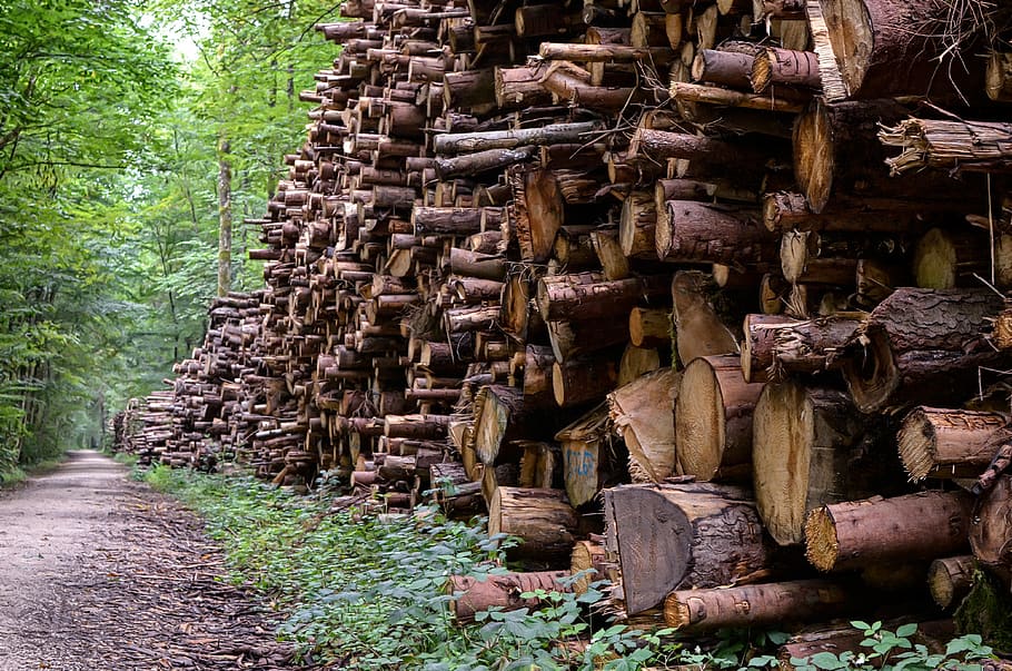 wood, forestry, economy, forest, felling, stack, way, arranged, the environment, cutting