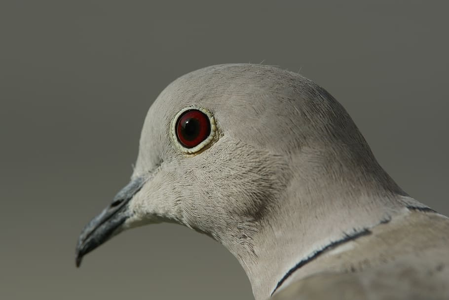 dove, eye, red eyes, bird, bill, nature, one animal, animal, animal themes, animal wildlife