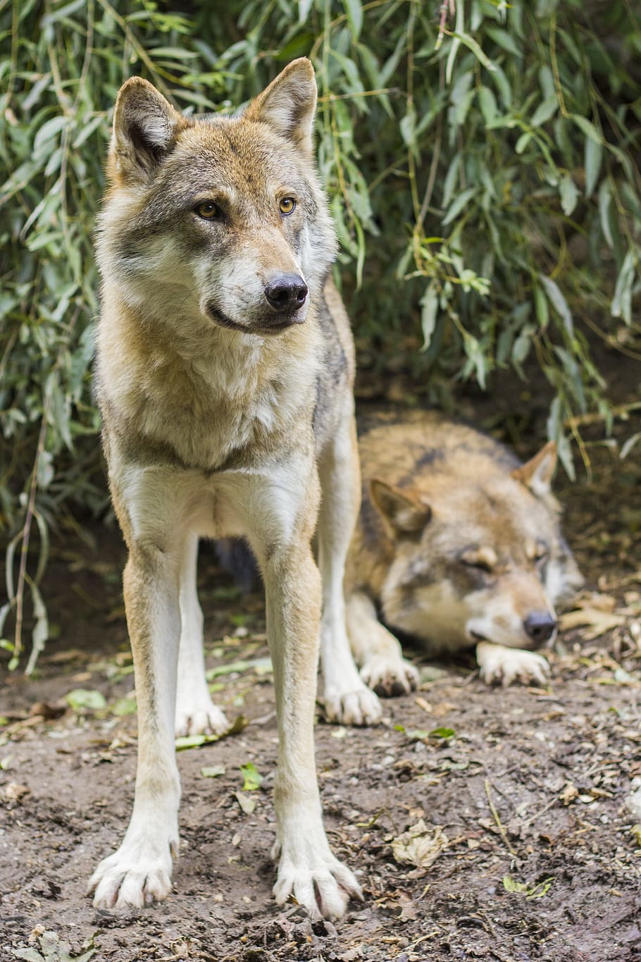 dos, perros de pelo corto blanco y marrón, lobos, canis lupus, lobo europeo, animal salvaje, atención, depredador, manada, hundeartig