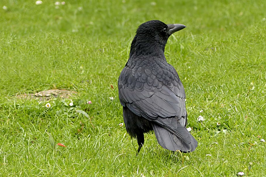 shallow, focus photography, crow, raven, bird, corvus, black, foraging, park, one animal