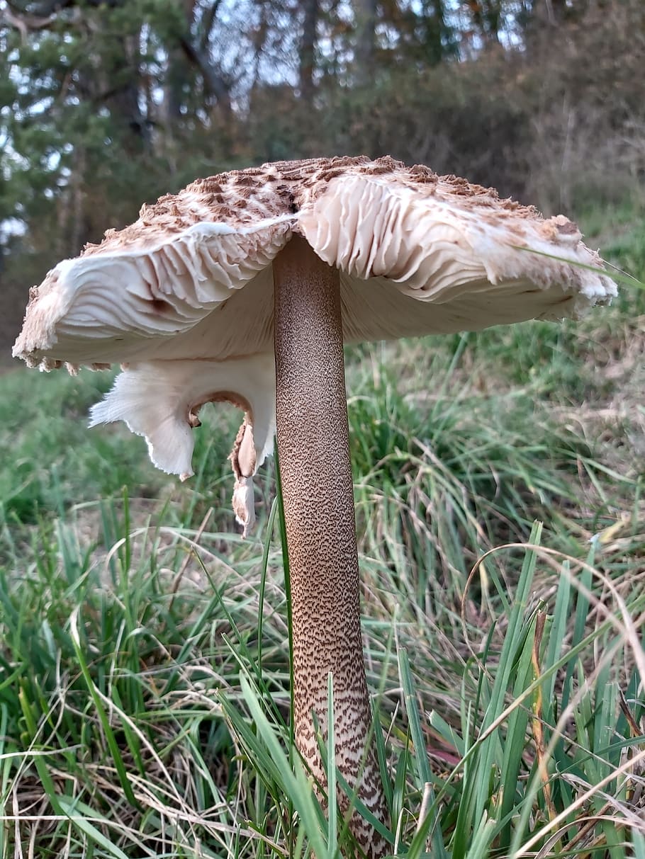 mushrooms, giant schirmling, parasol, edible, disc fungus, plant, grass, growth, land, day