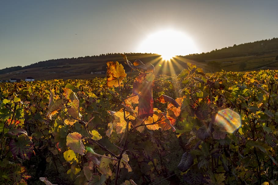 vineyard, burgundy, nature, leaves, sunrise, sunset, sunlight, sky, lens flare, sun