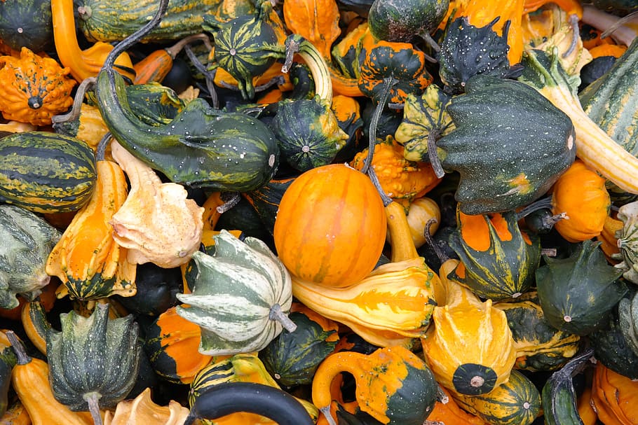 assorted vegetables, pumpkins, decorative squashes, green, autumn, orange, autumn decoration, thanksgiving, vegetables, mix