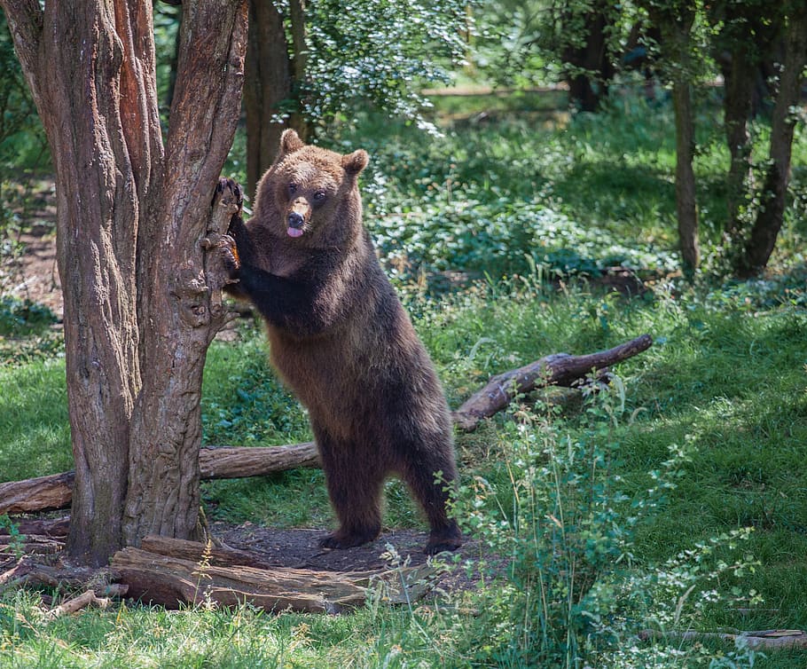 brown bear in a tree, brown bear, forest, bear, brown, nature, dangerous, fur, mammal, furry