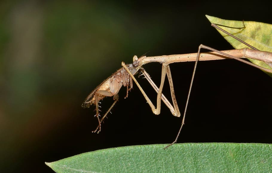 stick insect, walking stick, insect, bug, insectoid, thin, skinny, camouflage, creature, animal