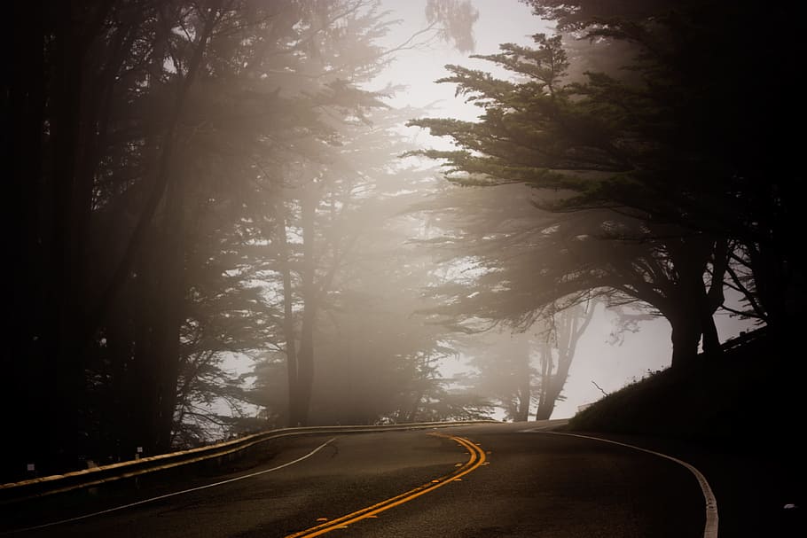 foggy, road, daytime, tree, fog, coast, landscape, driving, enchanted, travel