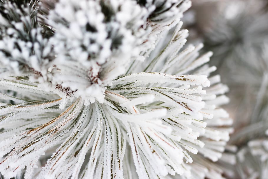 close-up photography, white, pine tre, snow, pine, xmas, nature, cold, frost, hoarfrost