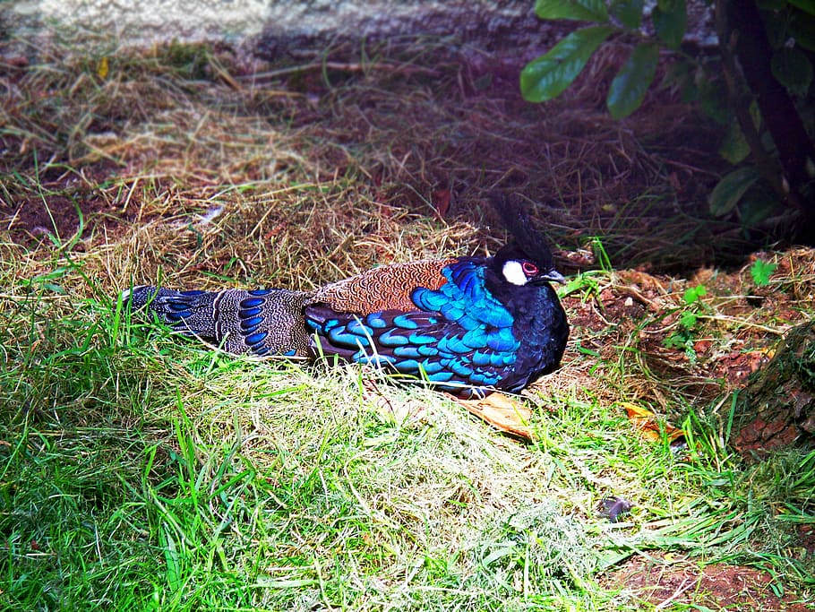palawan peacock-pheasant, pheasant, polyplectron napoleonis, bird, blue, male, cock, feathers, colorful, wild