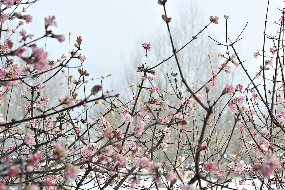 flowers, winter, frost, snow, pink, wintry, cold, icy, bush, foggy