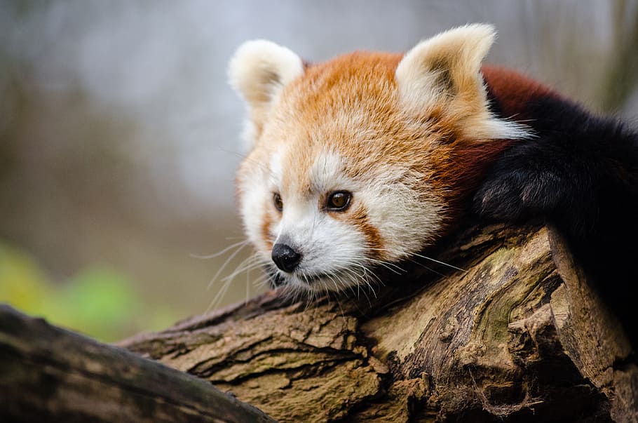 Red Panda, panda, trunk, one animal, animal themes, animal, animal wildlife, mammal, animals in the wild, focus on foreground