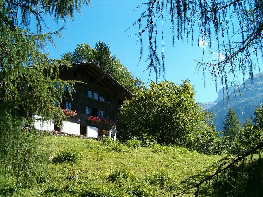house, architecture, historical, traditional, switzerland, wood, alpine, plant, tree, built structure