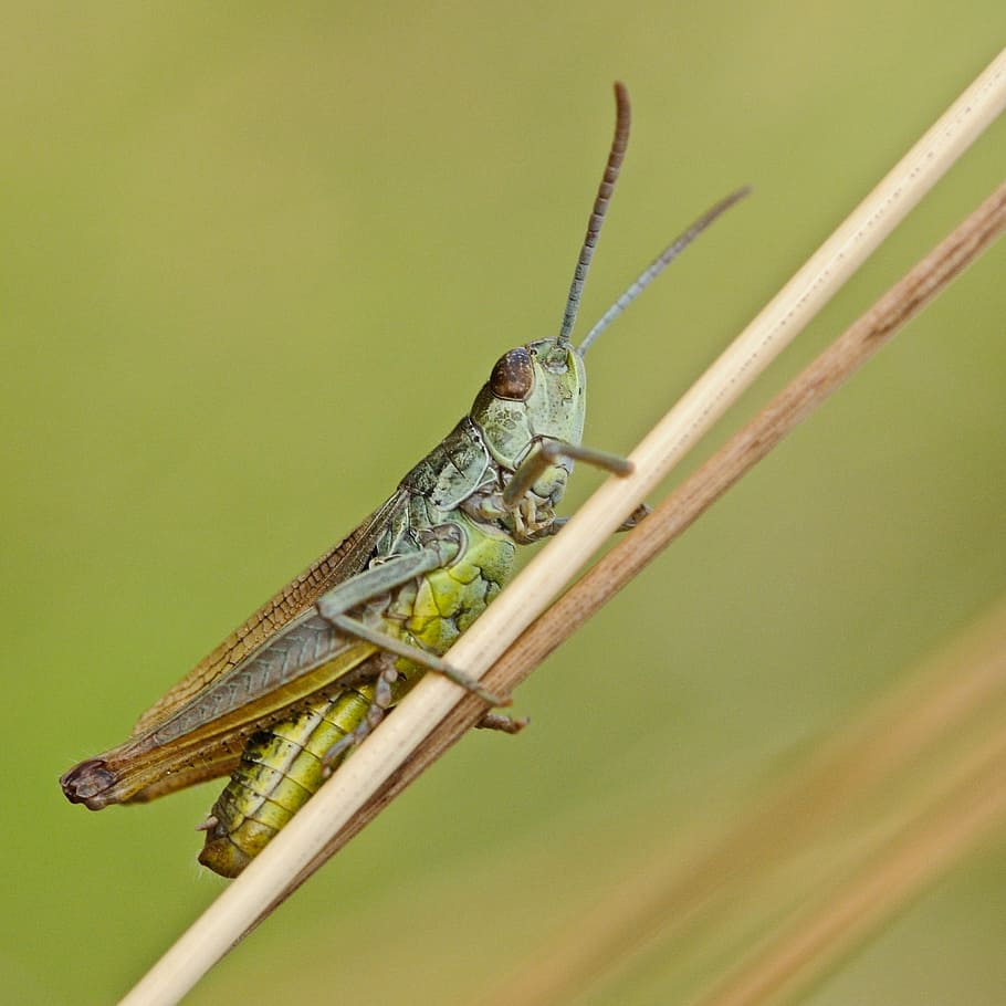 desert locust, insect, macro, nature, animal, grasshopper, locust, wildlife, close-up, cricket