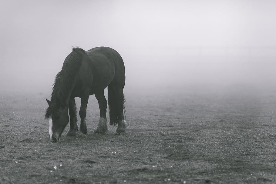 animais, cavalos, bonito, crina, pastar, grama, nevoeiro, preto e branco, temas de animais, animal