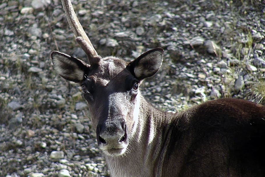 close-up photo, deer, daytime, Caribou, Animal, Unicorn, Horn, Creature, unicorn, horn, nature