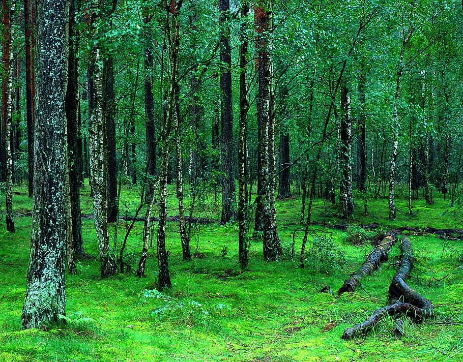 green, leafed, trees, daytime, Forest, Poland, forests tucholski, nature, landscape, tourism