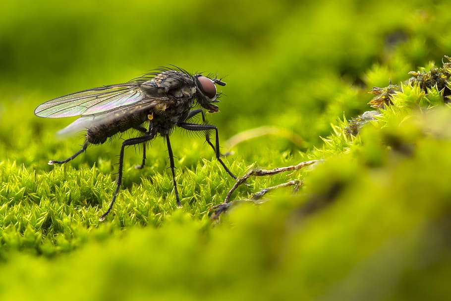 fly, blowfly, insect, compound eyes, hair, green, moss, animal wildlife, animal themes, animals in the wild