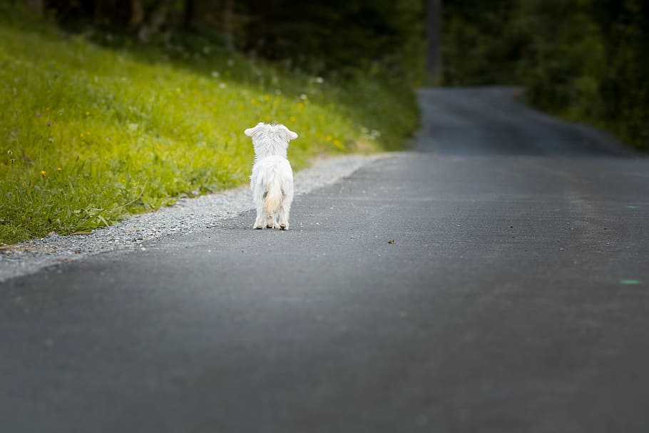 smooth-coated, white, puppy, standing, green, grass lawn, dog, animal, pet, small dog