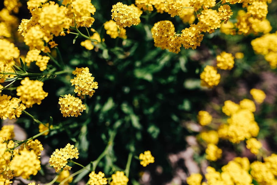 pequeñas flores amarillas, pequeño, amarillo, flores, verano, flora, naturaleza, floración, planta, primavera