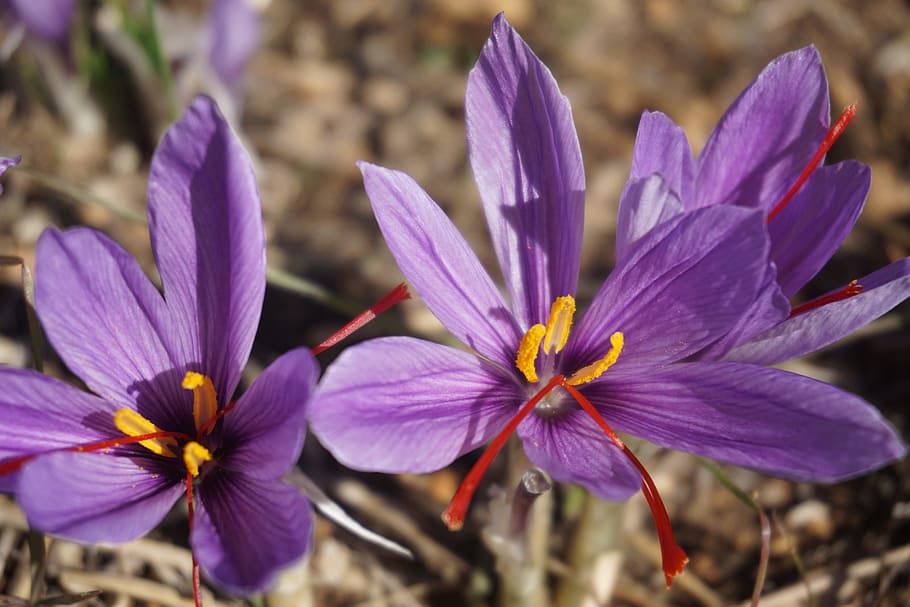사프란, 크로커스 sativus, 수확, 사프란 꽃, 가을, 향신료, 꽃, 푸아티에, 농장, 꽃 피는 식물