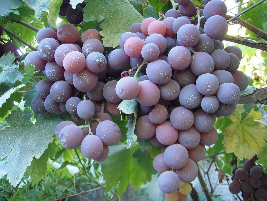 grape, cardinal, table grapes, cluster, galicia, rias baixas, food, food and drink, healthy eating, freshness