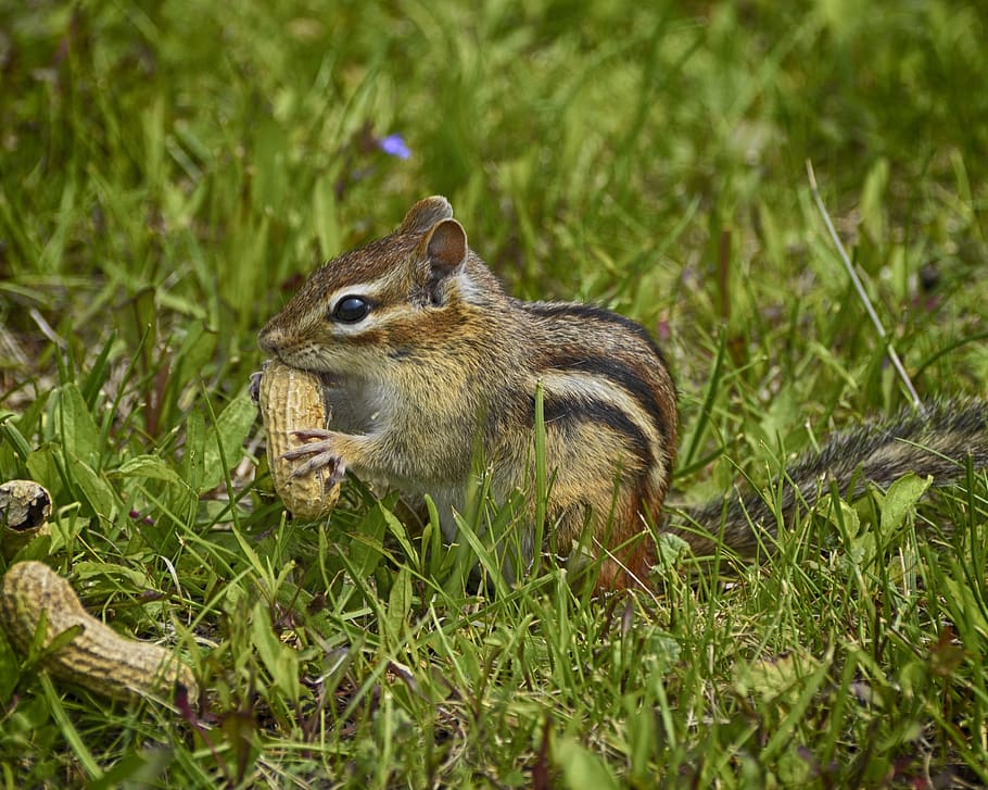 esquilo faminto, grama verde, cutucões de esquilo, esquilo, grama, verde, fora, adorável, animal, plano de fundo