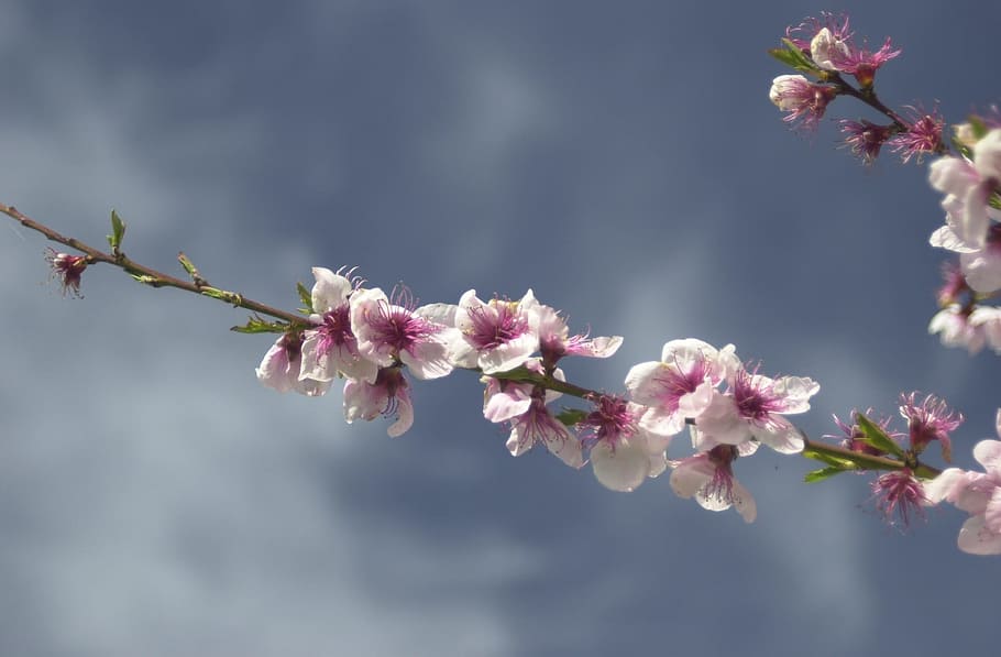 Blossom, Tree, Tree, Spring, Springtime, blossom, tree, spring, season, nature, plant, pink
