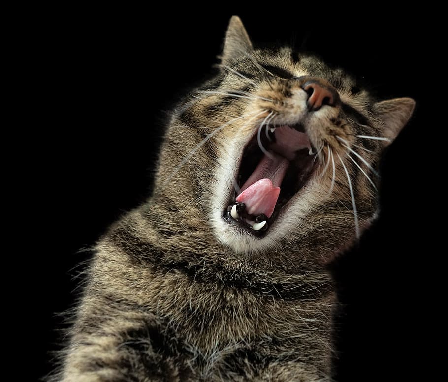 yawning, silver, tabby, cat, mammal, animal, kitten, fur, animal themes, one animal