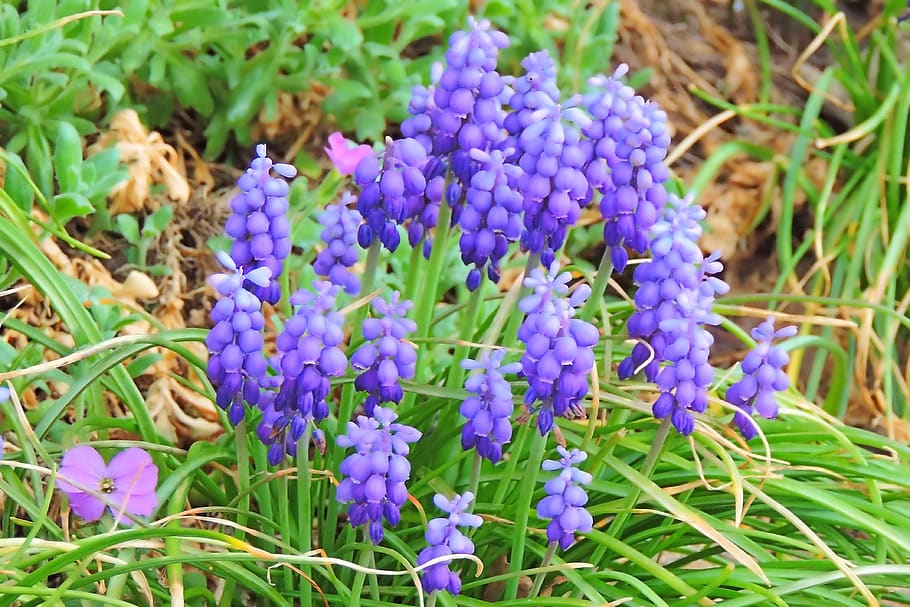 spring, meadow, muscari, nature, plant, flower, grass, flowering plant, purple, beauty in nature