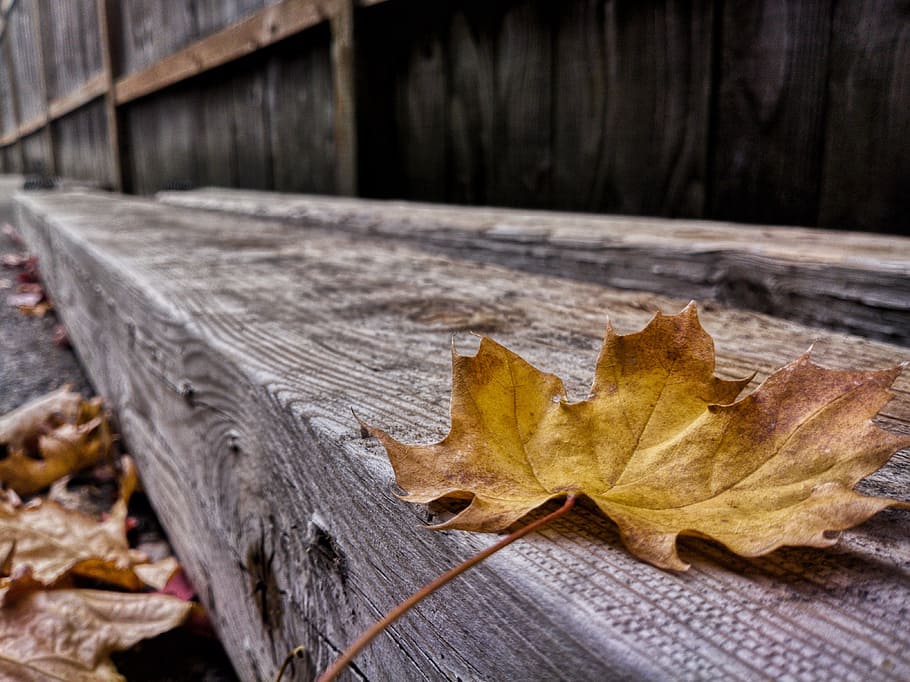 thanksgiving background, leaf, november, autumn, wood - material, dry, change, plant part, close-up, nature