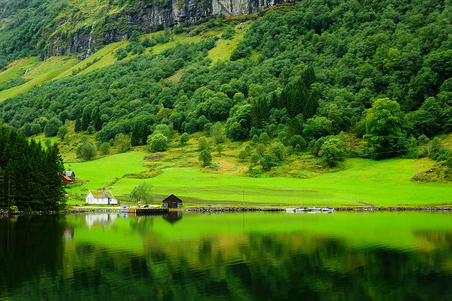 house, grass field, the fjord, norway, songne, nordic, water, green color, beauty in nature, tree