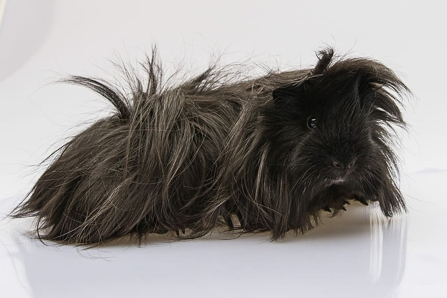 Guinea Pig, Cavy, Longhaired, black, peruvian, cavia porcellus, one animal, animal themes, white background, mammal