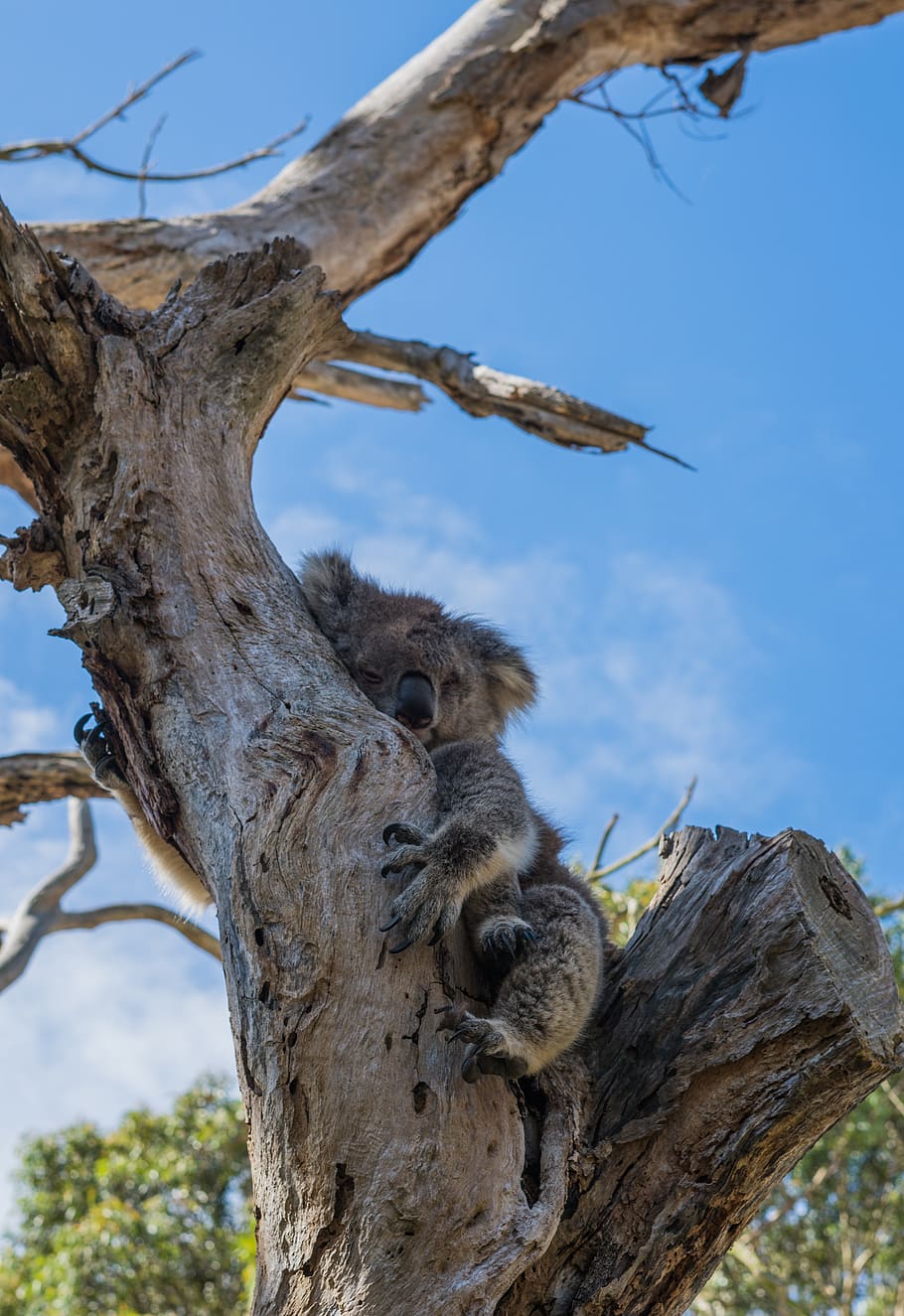 coala, animal, árvore, vida selvagem, fofo, dormindo, austrália, ao ar livre, temas de animais, planta
