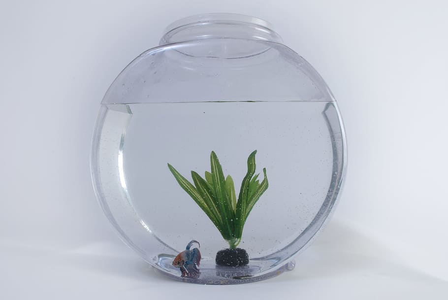 betta fish, fishbowl, fish, tank, aquarium, water, aquatic, glass, white, pet