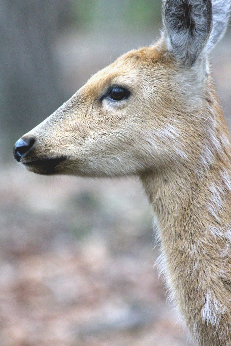 spotted deer, doe, cervus nippon, head, animal, nature, wild animal, ovis, deer, view