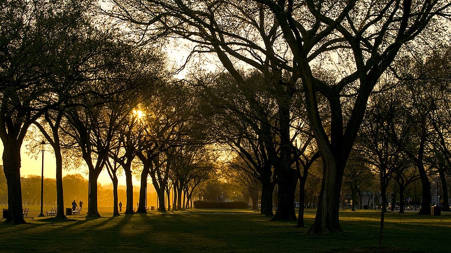 Foto, árboles, puesta de sol, Washington DC, mañana, sol, cielo, capital, amanecer, centro comercial
