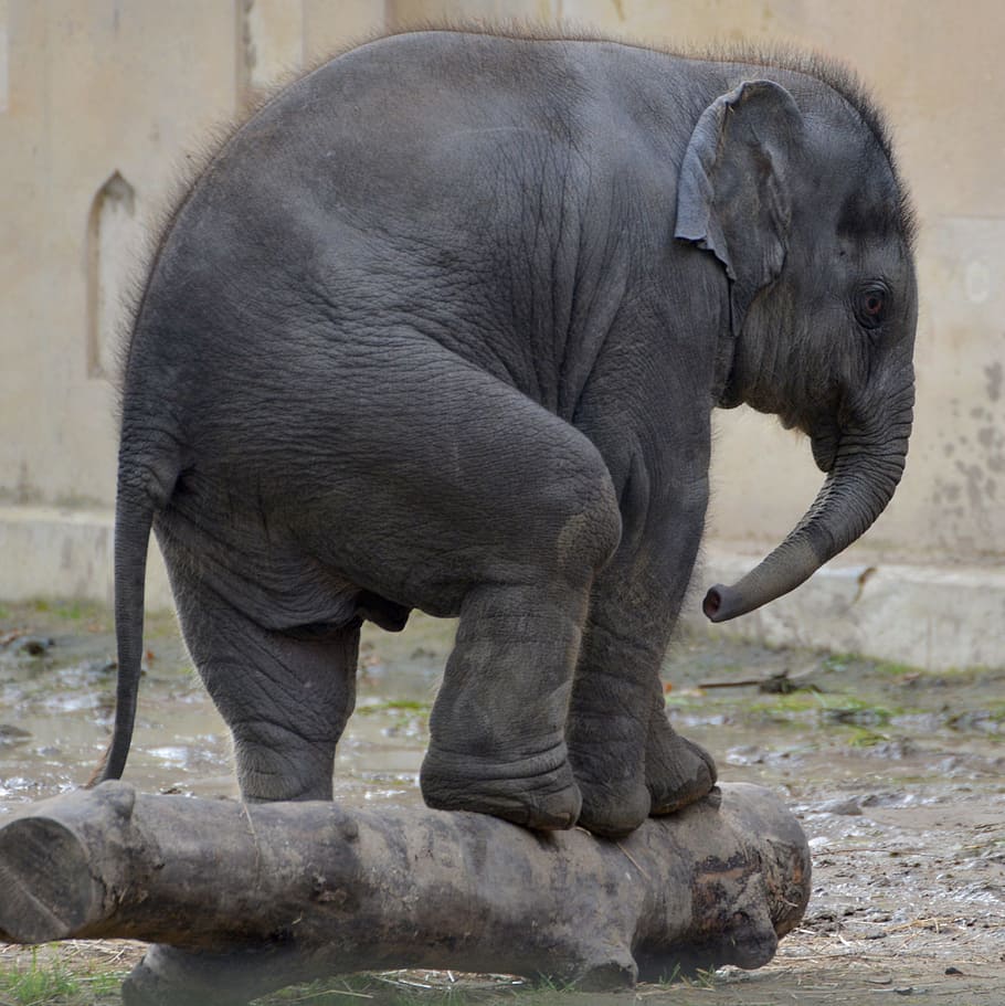 gray, elephant kid, brown, wooden, trunk, elephant, zoo, animal, mammal, baby elephant
