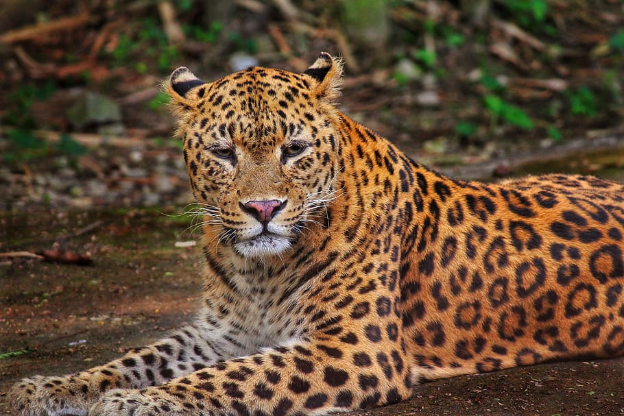 lying, ground, closeup, Leopard, Jungle, Wildlife, Safari, wildlife, safari, nature, animal