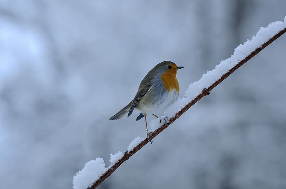 rotbrüstchen, bird, winter, snow, cold, songbird, animal, one animal, animal themes, vertebrate