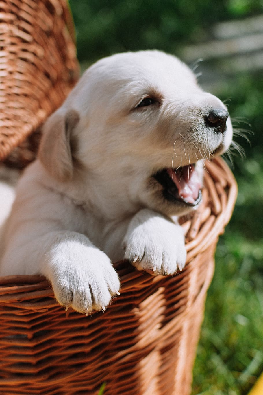 dog, puppy, animal, pet, basket, cute, white, retriever, labrador, breed