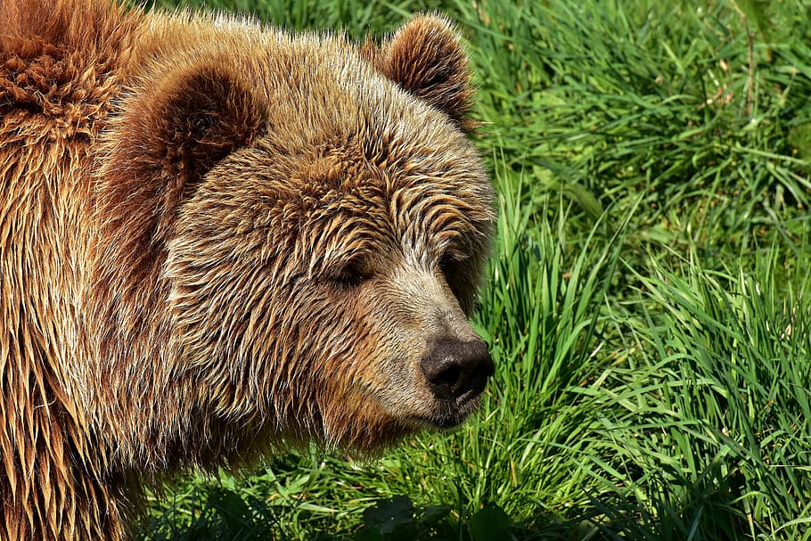 brown, bear, green, grass field, european brown bear, bright coat, blond, brown bear, nature park, wild animal