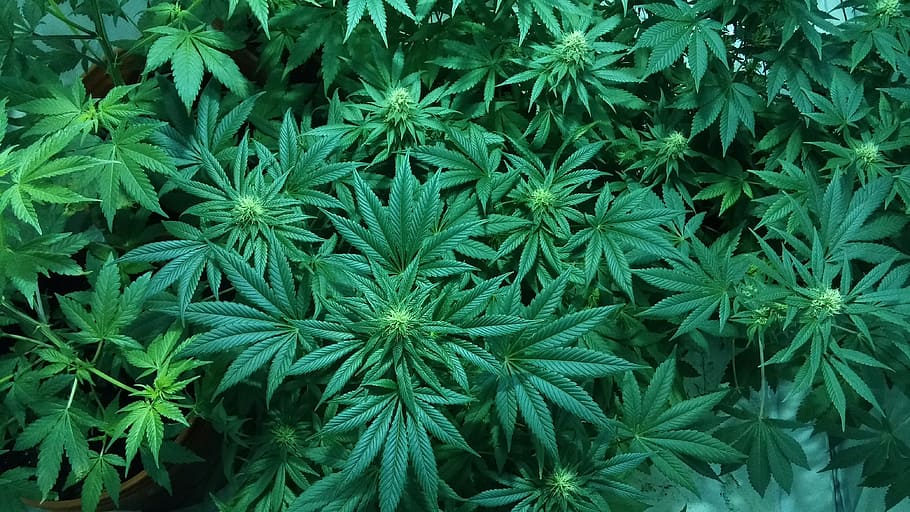 cannabis plant, marijuana, cannabis, medical marijuana, weed, hydroponic, leaf, plant part, green color, plant