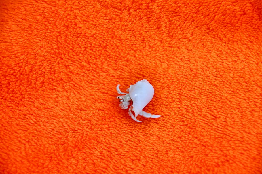 hermit crab, maldives, full moon island, orange blanket, orange color, animal wildlife, one animal, red, close-up, nature