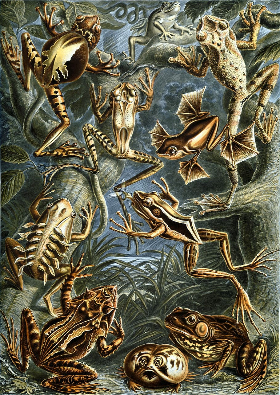 frogs, amphibious, haeckel batrachia, amphibians, art and craft, full frame, indoors, backgrounds, animal, pattern