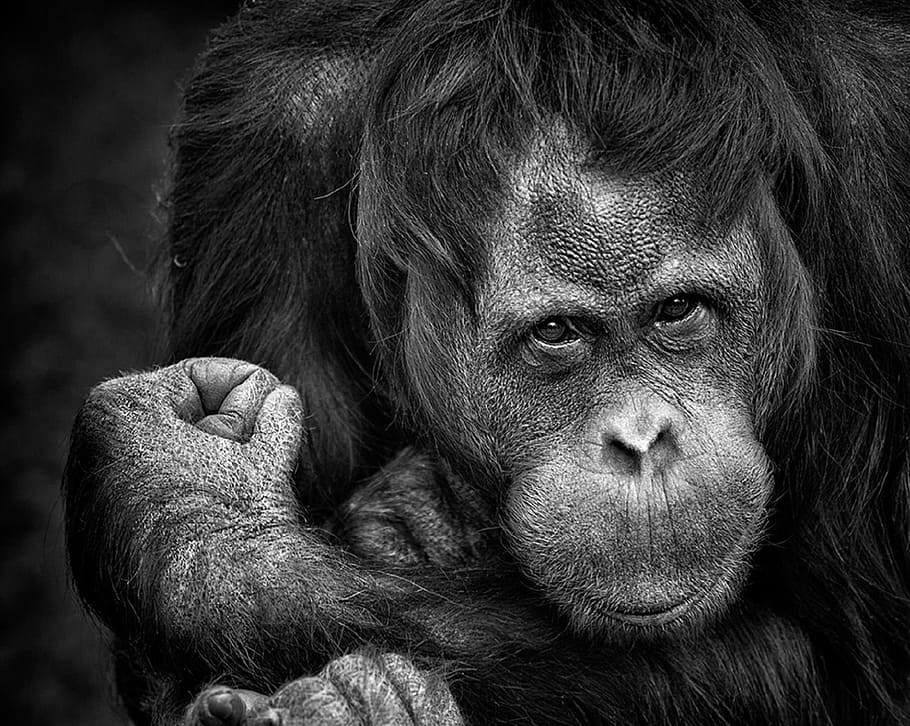 Foto en escala de grises, mono, chimpancé, retrato, primate, naturaleza, de cerca, cara, cabeza, mirando