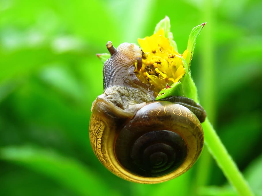 黒 茶色 カタツムリ 黄色 花びらの花 黒と茶色 花 かわいい クローズアップ カタツムリを食べる Pxfuel