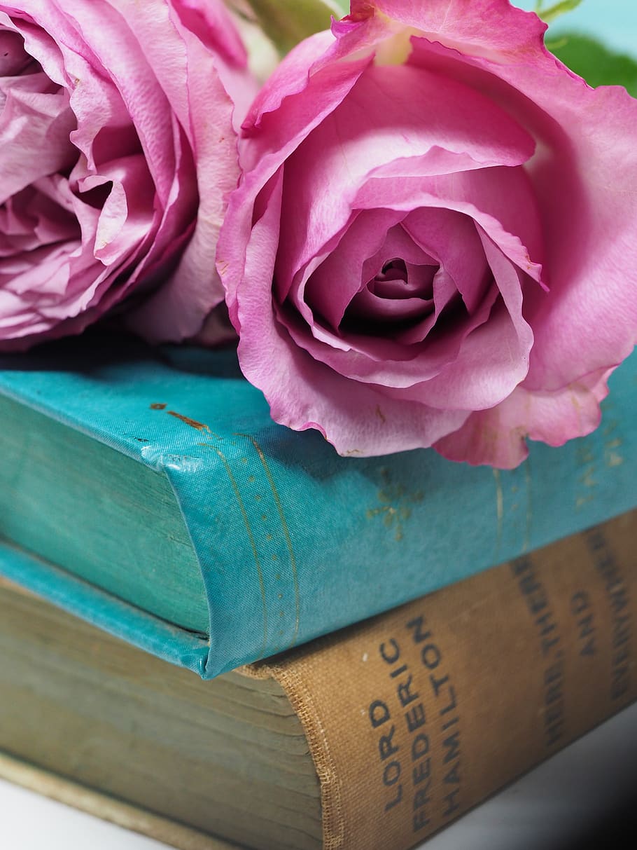 antiguidades, livros, rosas, rosas cor de rosa, vintage, flores, leitura, literatura, flor, planta com flor
