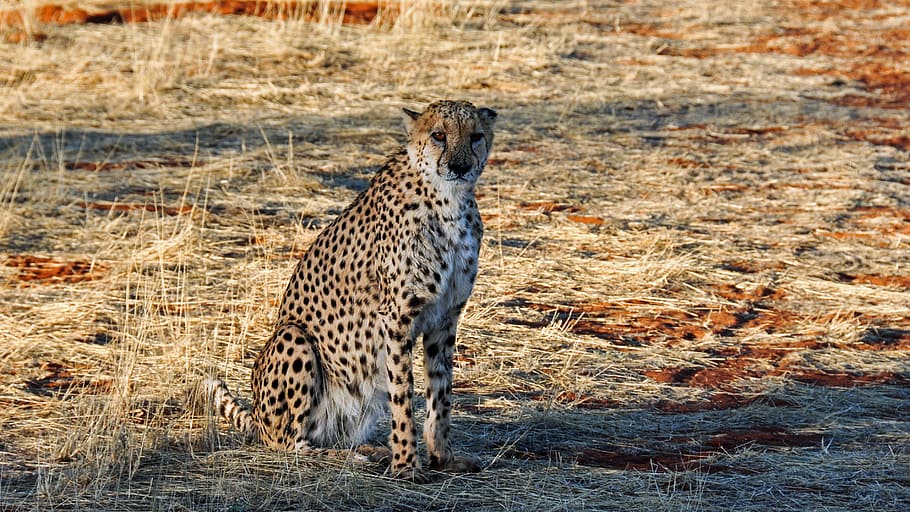 cheetah, sitting, grass field, photography, africa, namibia, nature, dry, national park, animal