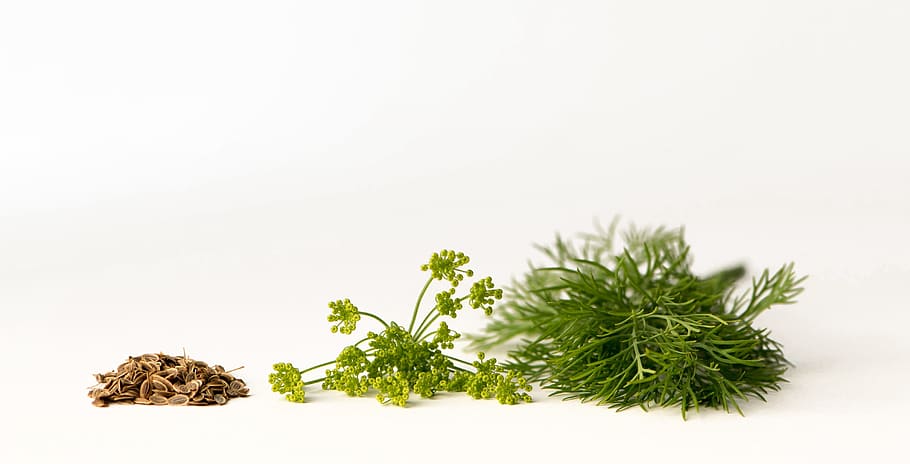 three, green, plants, white, surface, dill, kapormag, dill flower, seeds, spice