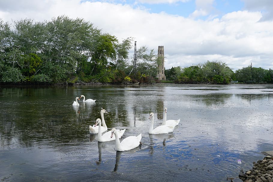 swans, swan, belle isle, detroit, water, nature, lake, animal, white, waters