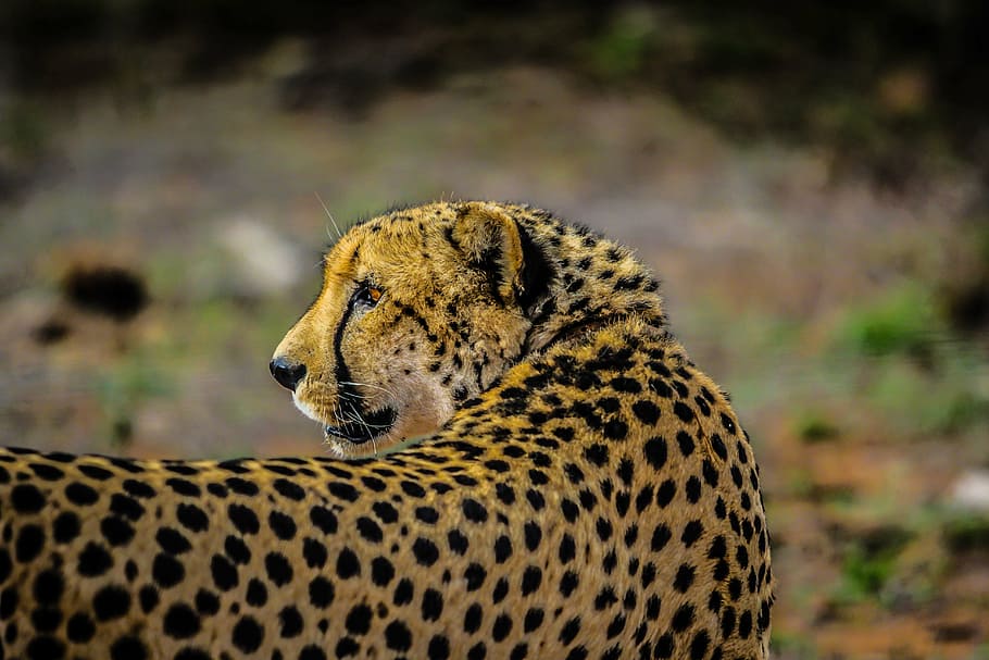 superficial, fotografía de enfoque, guepardo, fauna, mamífero, África, animal, depredador, carnívoro, rápido